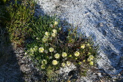 Petrophile longifolia