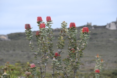 Banksia coccinea