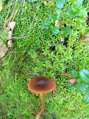 Dermocybe