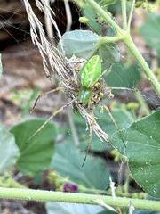Peucetia viridans