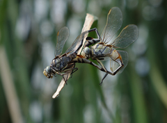 Lindenia tetraphylla
