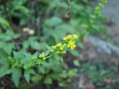 Solidago squarrosa