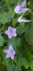 Campanula