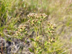 Sericocarpus asteroides