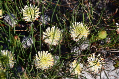 Petrophile longifolia