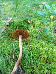 Dermocybe