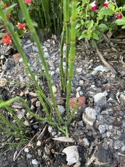 Equisetum laevigatum