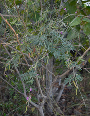 Tephrosia brachyodon