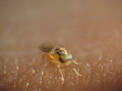 Thaumatomyia
