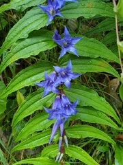 Gentiana asclepiadea