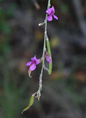 Tephrosia brachyodon