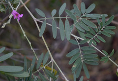 Tephrosia brachyodon