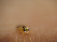Thaumatomyia
