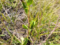 Sericocarpus asteroides