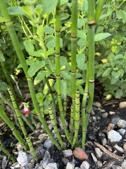 Equisetum laevigatum