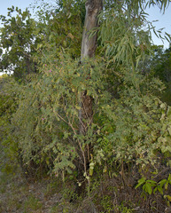 Tephrosia brachyodon