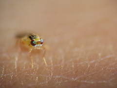 Thaumatomyia