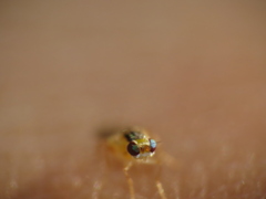 Thaumatomyia
