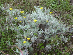 Calendula suffruticosa