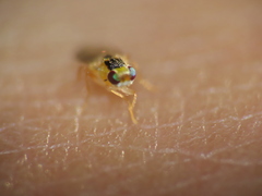 Thaumatomyia