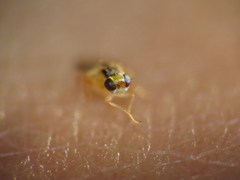Thaumatomyia