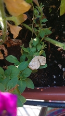 Camptogramma bilineata