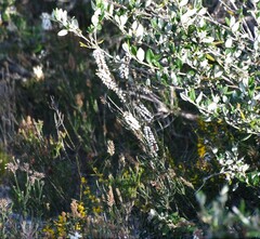 Lysinema ciliatum