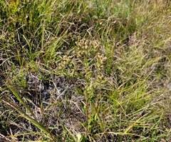 Sericocarpus asteroides