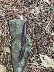 Narceus americanus