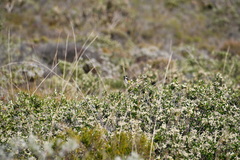 Phylidonyris niger