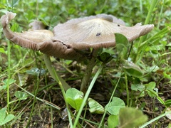 Psathyrella bipellis