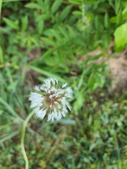 Taraxacum officinale