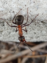 Formica rufa