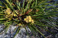 Conostylis serrulata