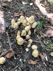 Coprinellus