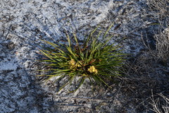 Conostylis serrulata