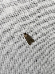 Acompsia cinerella