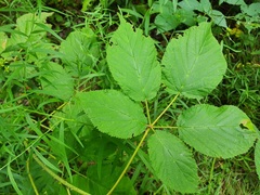 Rubus allegheniensis