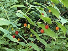 Streptopus amplexifolius