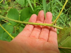 Rubus allegheniensis