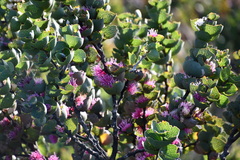 Hakea cucullata