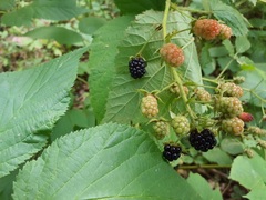 Rubus allegheniensis