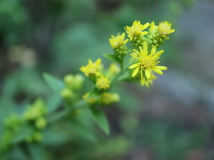 Solidago squarrosa