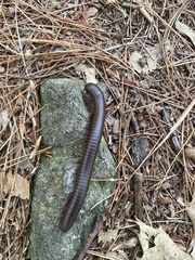Narceus americanus