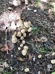 Coprinellus