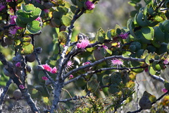Hakea cucullata