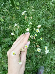 Erigeron