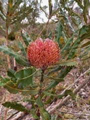 Banksia menziesii