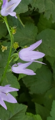 Campanula