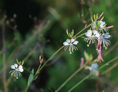 Oenothera gaura